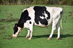 绿色草地正在吃草的奶牛图片